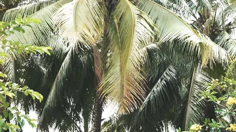 The branches of a large palm tree, swaying in the wind 動画素材 88259585