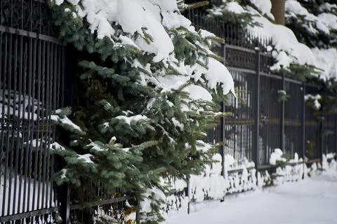 Branches of a large spruce tree and a fence covered with snow. winter snow da Stock Photos