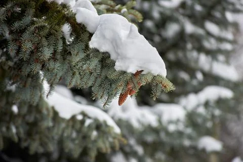 Branches of a large spruce tree with cones covered with snow. winter snow day Stock Photos