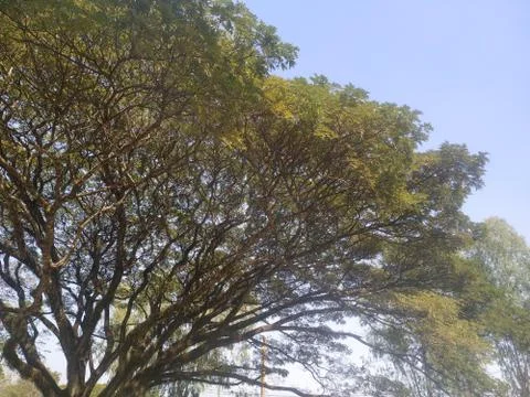 The branches of a large tree in an ancient temple Stock Photos