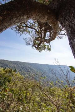 The branches of a large tree and the mountain behind Stock Photos