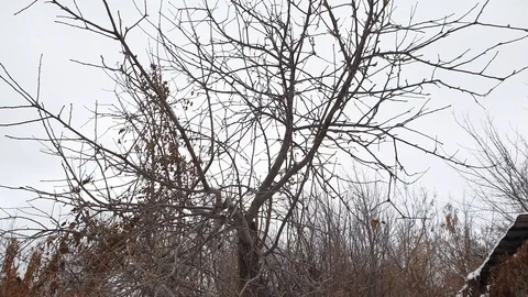 Branches of a large tree on a background of blue sky in a winter sunny day Stock Footage 121768541