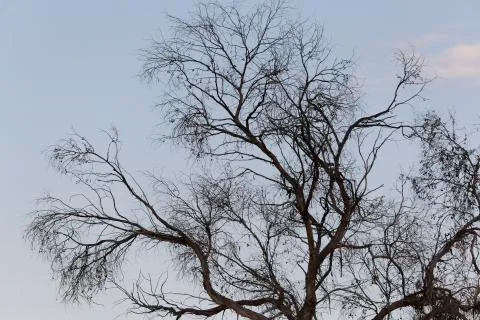 Branches of a large tree. Stock Photos