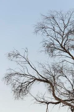 Branches of a large tree. Stock Photos