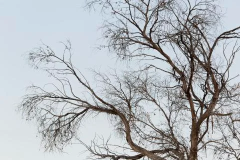 Branches of a large tree. Stock Photos