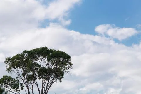 Branches of a large tree. Stock Photos
