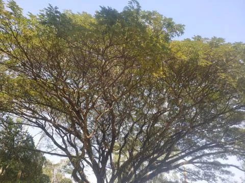 The branches of a large tree Stock Photos