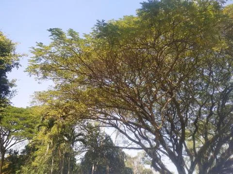 The branches of a large tree Stock Photos