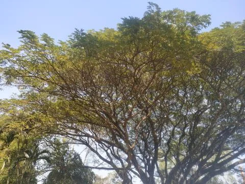 The branches of a large tree Stock Photos