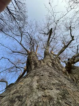 Branches of large tree seen from below Stock Photos