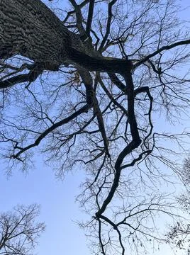 Branches of large tree seen from below Stock Photos