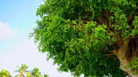 The branches of a large tree sway in the breeze against the sky. Stock Footage 340186295