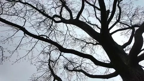 Branches of a large tree without leaves. Slowmotion Stock Footage 337784419
