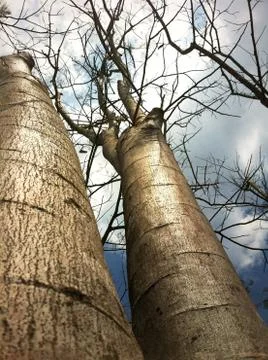 Branches of large trees Stock Photos