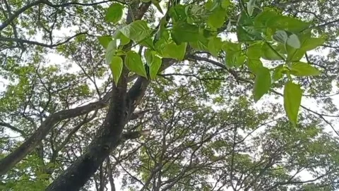 The branches of large trees stretch overhead, covered in lush. Видео 329468659