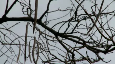 Branches at late autumn 2 Stock Footage 10678992