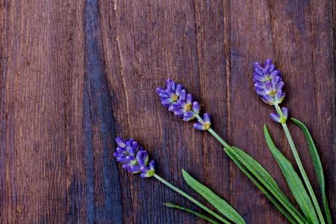Branches of a lavender Stock Photos
