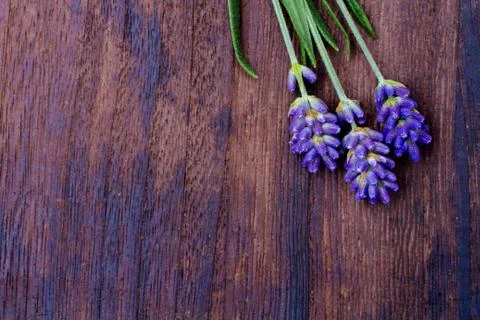 Branches of a lavender Stock Photos