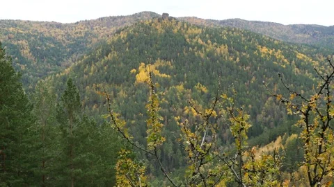 Branches of  leafless rowan trees against the backdrop of wooded mountains. Stock Footage 310491862