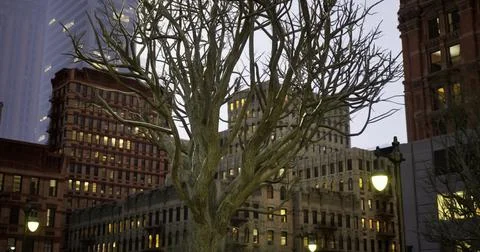 Branches of a leafless tree stand tall against the urban skyline at dusk Stock Illustration