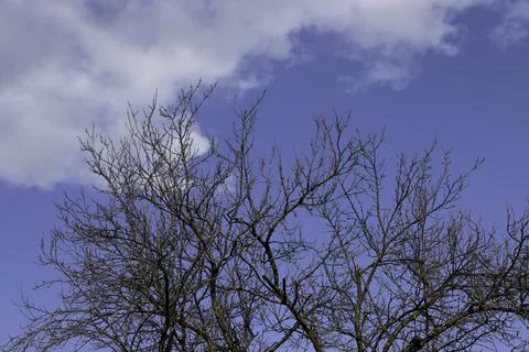 Branches of leafless trees and blue skies Stock Photos