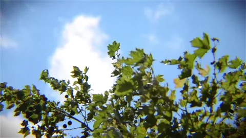 Branches with Leaves and Moving Clouds in the Background Stock Footage 143096792