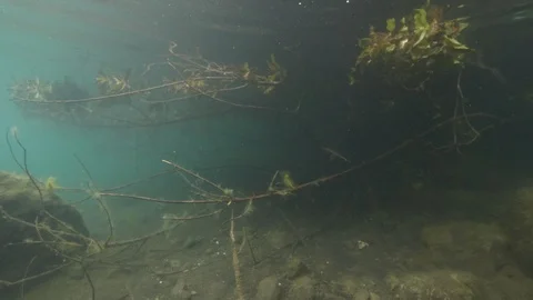 Branches, leaves and rocks under the water surface, Albano lake, Italy Stock Footage 107670916