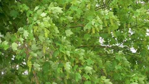 Branches, leaves and seeds of a tree blow in the wind during a storm Stock Footage 132281561
