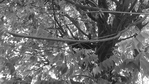 Branches, Leaves, and Twigs of Tree, BNW Stock Footage 296535719
