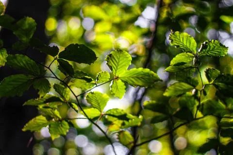 Branches with leaves in the forest Stock Photos