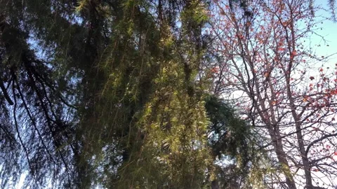 Branches with leaves gently moved by the wind Stock-Footage 169596394