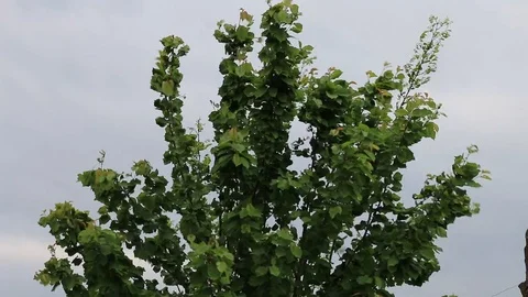 Branches with leaves on heavy wind Stock Footage 88828357