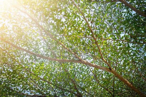 Branches with leaves nature background Stock Photos
