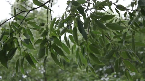 Branches of leaves in the storm Stock-Footage 47991134