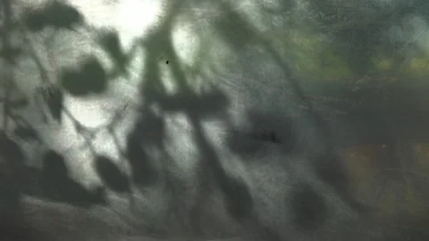 Branches with leaves sway in the wind, casting shadows on the plastic glass. Stock Footage 326052952