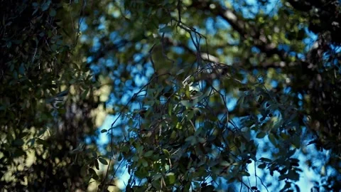 Branches with leaves that sway in the wind on a sunny summer day.  Stock Footage 251547116