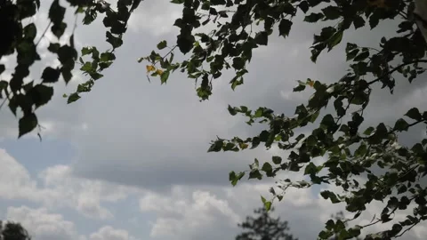 Branches with leaves swaying in the strong wind Stock Footage 144384231