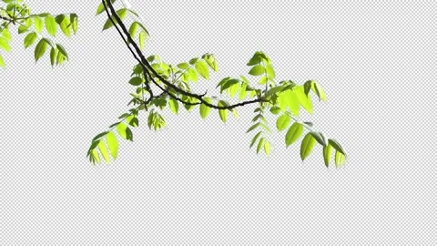 Branches with leaves on a transparent background Stock Footage 283898947