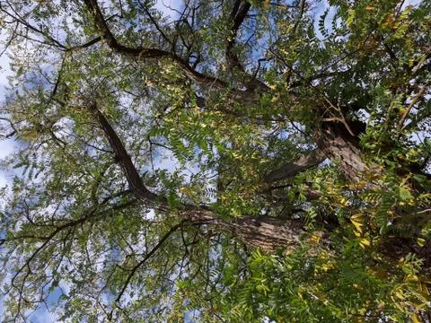 Branches with leaves on the tree Stock Photos