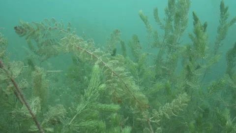 Branches with leaves underwater, Backward movement, Martignano Lake,Italy Stock Footage 224930312