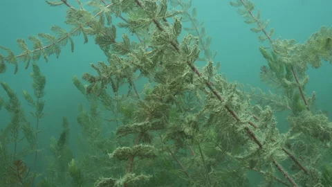 Branches with leaves underwater, Close-up - Martignano lake,Italy Stock Footage 224932111
