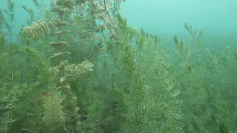 Branches with leaves underwater, Close-up - Martignano lake,Italy Stock Footage 224940524