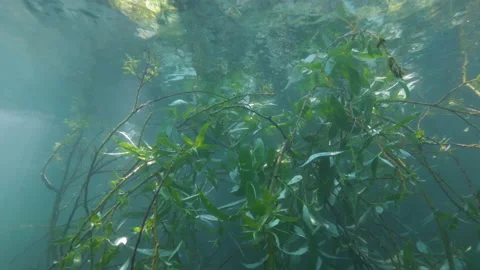 Branches with leaves underwater in close-up with sun rays, Albano lake, Italy Stock Footage 162403800