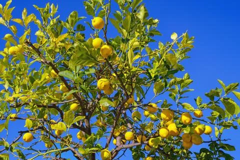 Branches of lemon tree with ripe fruit against blue sky on sunny day Stock Photos