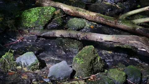 Branches lie in a stream in the forest, illuminated by the sun. Stock Footage 138161517