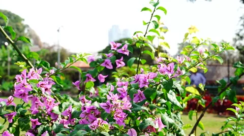 Branches with lilac flowers. 스톡 동영상 65395996