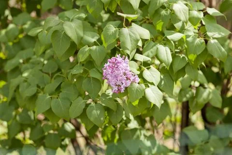 Branches of lilac Foto stock
