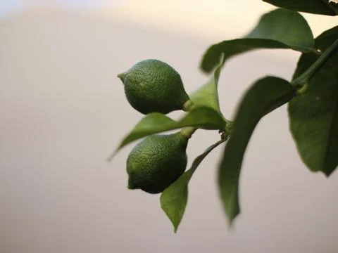 The branches of the lime fruit citrus Stock Photos