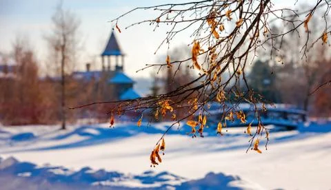 The branches of the lime trees on the background of winter Park Stock Photos