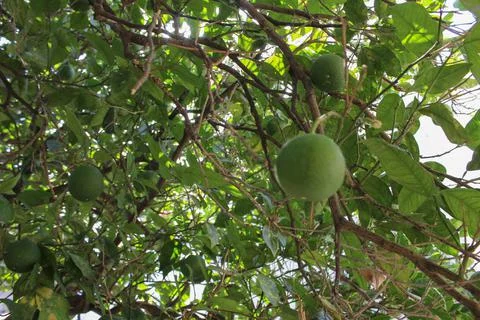 Branches With Limes Hanging From The Trees Stock Photos